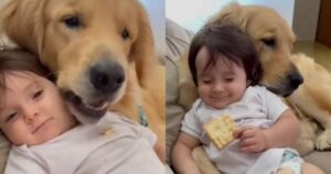 Golden Retriever ruba la scena e decide di condividere il biscotto con il piccolo umano (VIDEO)