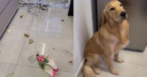 Golden Retriever ha una reazione esilarante dopo essere stato sorpreso a fare casino(VIDEO)