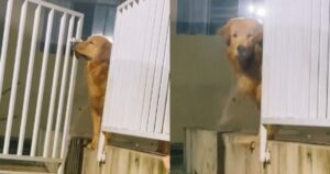 Golden Retriever colto sul fatto mentre apre il cancello e cerca di fuggire (VIDEO)