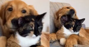 Golden Retriever confonde un gattino per un giocattolo e diverte gli utenti del web (VIDEO)