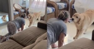 Golden Retriever ribalta la situazione e conquista la donna che non lo voleva in casa (VIDEO)