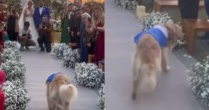 Golden Retriever devia all’altare e lascia gli sposi in attesa dopo aver trovato un’anima gemella (VIDEO)