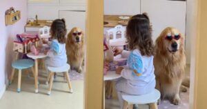 Golden Retriever diventa la sicurezza della sua piccola proprietaria e incanta il web (VIDEO)