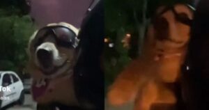 Golden Retriever diventa motociclista per un giorno con la sua proprietaria (VIDEO)