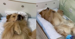 Golden Retriever dorme con le pantofole in un letto personalizzato e affascina il web (VIDEO)