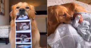 Sono ormai migliori amici! La dolcissima storia di un Golden Retriever e un bambino incanta il web (VIDEO)