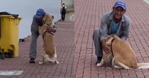 Golden Retriever e uno spazzino si incontrano per strada e il loro rapporto commuove il web (VIDEO)