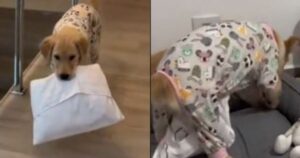 Golden Retriever fa casino e disturba il sonno dei suoi fratelli (VIDEO)