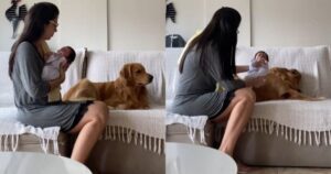 Golden Retriever fa il geloso e non si preoccupa del bambino (VIDEO)