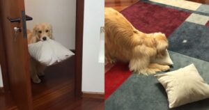 Golden Retriever fa un invito irresistibile alla sua proprietaria ogni giorno (VIDEO)