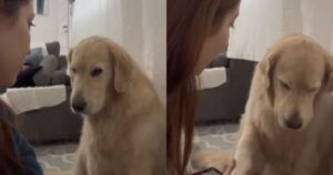 Golden Retriever è devastato dalla fine del fine settimana e il suo tutor lo consola (VIDEO)