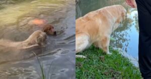 Golden Retriever si rifiuta di giocare nel fiume dove andava con la sorellina canina deceduta (VIDEO)