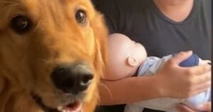 Al Golden Retriever geloso non piace il nuovo “bambino” della famiglia (VIDEO)