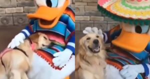 Golden Retriever delizia il web ritrovando il suo giocattolo preferito (VIDEO)