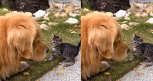 Golden Retriever ha una reazione insolita quando incontra un gattino (VIDEO)