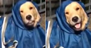 Golden Retriever scioglie il web quando usa l’impermeabile per uscire sotto la pioggia (VIDEO)