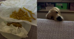 Golden Retriever implora con lo sguardo il suo proprietario mentre mangia il fast food (VIDEO)