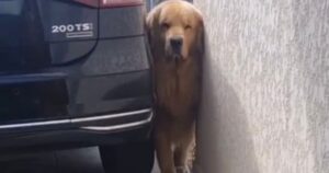 Golden Retriever finisce incastrato tra un muro e un auto e gli utenti ridono per una coincidenza unica (VIDEO)