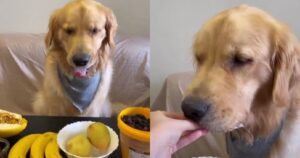 Golden Retriever insegna agli amici quali frutti possono mangiare (VIDEO)