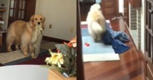 Golden Retriever intrattiene il web con la sua dipendenza dagli oggetti (VIDEO)