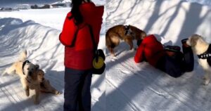 Golden Retriever investono la proprietaria durante la passeggiata sulla neve ma poi se ne pentono (VIDEO)