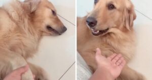Golden Retriever esige che la sua proprietaria stia sempre mano nella mano con lei (VIDEO)