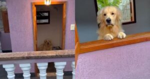 Golden Retriever “milionario” ostenta la sua casa e sconvolge il web (VIDEO)