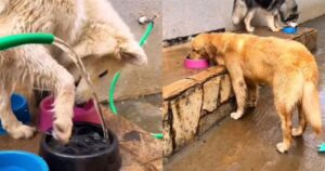 Golden Retriever mostra com’è andato il suo fine settimana e diverte gli utenti del web (VIDEO)