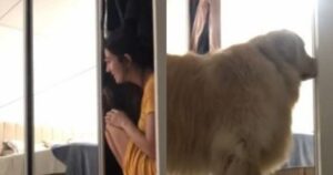 Golden Retriever incanta il web giocando a nascondino con la sua proprietaria (VIDEO)