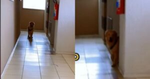 Golden Retriever non accetta la fine della passeggiata e si rifiuta di tornare a casa (VIDEO)