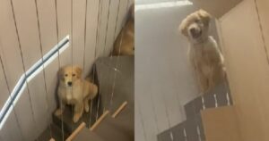 Golden Retriever non può decidere con quale tutor stare e prende una decisione inaspettata (VIDEO)