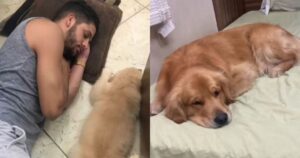 L’uomo esce di casa e il Golden Retriever è desolato dalla nostalgia (VIDEO)