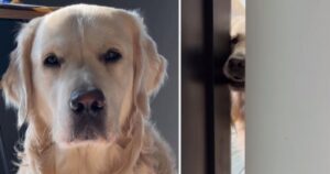 Golden Retriever ossessionato dalla sua proprietaria intrattiene il web (VIDEO)