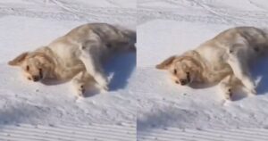 Golden Retriever scende dal pendio innevato sdraiato e diventa virale (VIDEO)