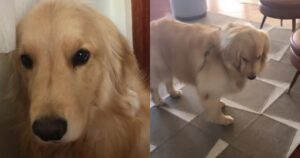 Golden Retriever diventa virale per la sua personalità capricciosa (VIDEO)