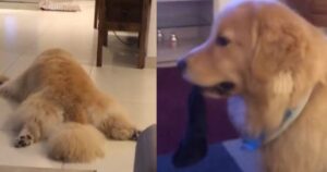 Golden Retriever piange poiché il suo proprietario arriva tardi a casa (VIDEO)