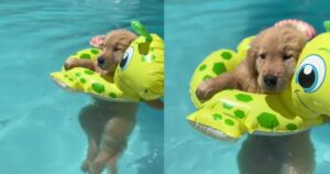 Golden Retriever si gode una giornata di sole in piscina, non dovendo pagare le bollette (VIDEO)