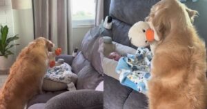 Golden Retriever porta i suoi giocattoli al fratellino umano per farglieli vedere (VIDEO)