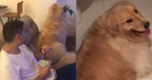 Golden Retriever dispettoso protesta a casa dopo non aver ottenuto ciò che voleva (VIDEO)