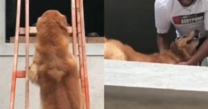 Golden Retriever sale le scale da solo per stare vicino al suo proprietario (VIDEO)