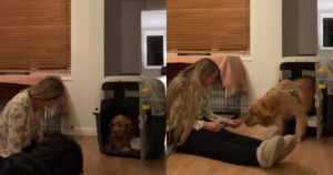 Golden Retriever salvato dal macello ritorna gradualmente a fidarsi dell’uomo (VIDEO)