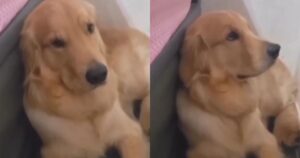 Golden Retriever si finge innocente dopo aver mangiato i sandali della sua proprietaria (VIDEO)