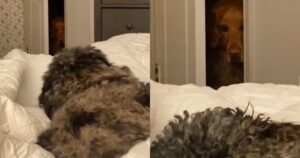 Golden Retriever crede di essere stato scambiato e non nasconde tutta la sua indignazione (VIDEO)