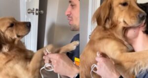 Golden Retriever sfugge ai rimproveri con uno spettacolo di dolcezza (VIDEO)