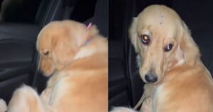 Golden Retriever si arrabbia con la sua proprietaria per un motivo esilarante (VIDEO)