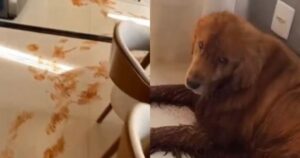 Golden Retriever si comporta male dopo aver fatto un casino in casa (VIDEO)