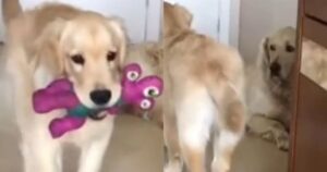 Golden Retriever si impegna a infastidire il suo fratello canino e il web impazzisce (VIDEO)