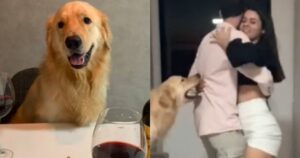 Golden Retriever si intromette in una cena romantica di coppia e ruba la scena (VIDEO)