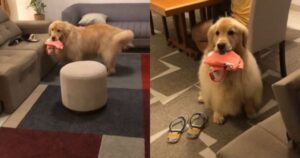 Golden Retriever si ribella con il riposo della sua proprietaria e le ruba il pigiama (VIDEO)