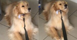 Attratto dagli snack, il Golden Retriever si rifiuta di lasciare il negozio di animali e diventa virale (VIDEO)